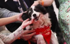 Собачья пальмовая ветвь: как на Каннском кинофестивале чествуют хвостатых актеров