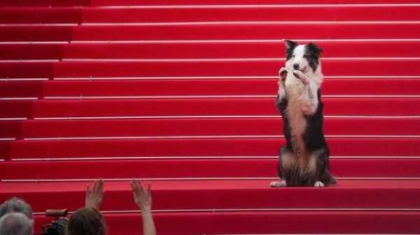Собачья пальмовая ветвь: как на Каннском кинофестивале чествуют хвостатых актеров