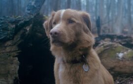 «Глазами пса»: Рецензия Киноафиши