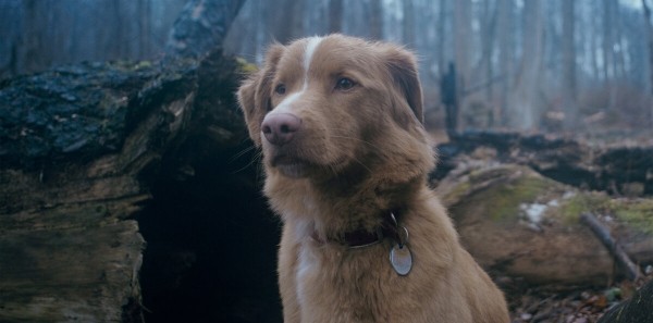 &laquo;Глазами пса&raquo;: Рецензия Киноафиши